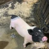 六一带娃👶必去胜地&萌宠乐园🐖
