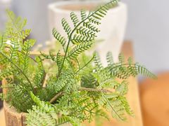 -王守财小山園