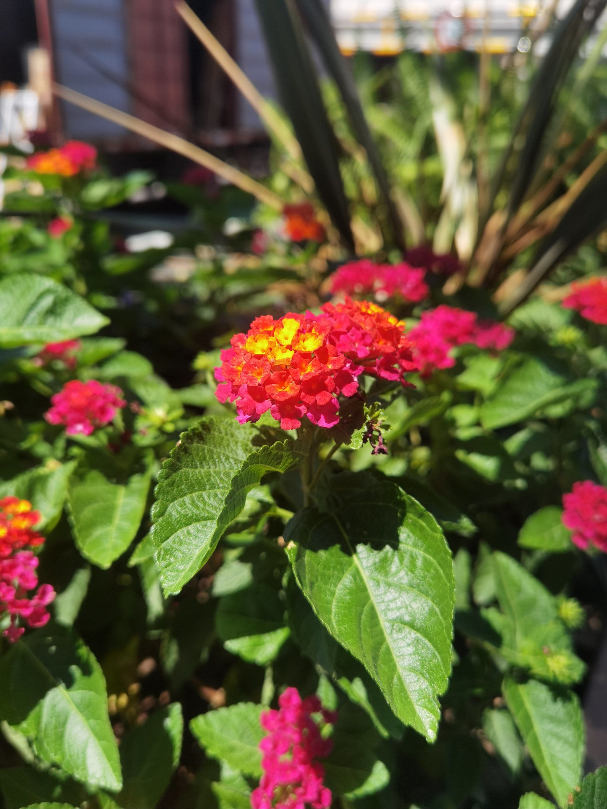 好漂亮的小花,这花叫什么名字?