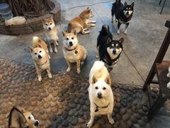 -柴犬高等学院·狗咖·柴犬售卖·宠物训练