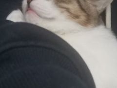 -爱侣宠医·鹦鹉专科·小型哺乳类·异宠专科(灵石路店)