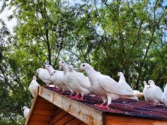 -天津妈祖文化园