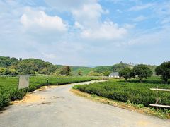 -龙坞茶村