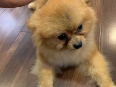 -柯斗斗主题餐厅·狗咖·围炉煮茶·茶饮(国瑞升平里店)