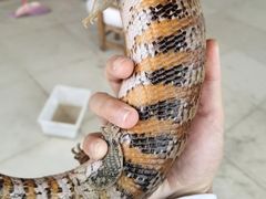 -爱诺耐芙动物医院(万博店)