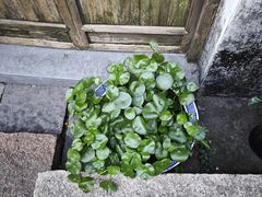 -通安客栈中餐厅·何家小馆