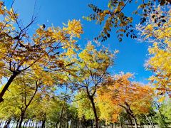 -北京十三陵国家森林公园蟒山景区