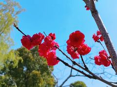 -南汇桃花村