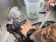 -汪喵宠物医院·骨科心脏影像·犬猫急重症ICU诊疗中心(成华分院)