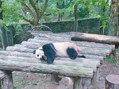 -都江堰中华大熊猫苑