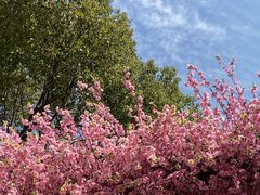 -南汇桃花村