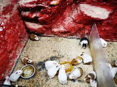 -上海大自然野生昆虫馆(东方明珠·爬宠昆虫探索中心)