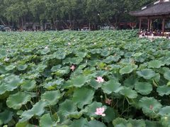 android_upload_pic-西湖游船