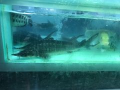 -盒马渔市餐厅