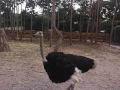 -清迈夜间动物园