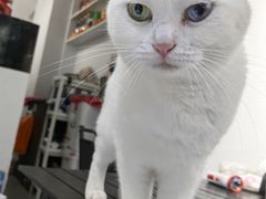 -琪喵猫屋·撸猫猫咖·猫舍