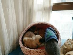 -猫咖时代(中山亭店)