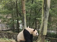 -都江堰中华大熊猫苑