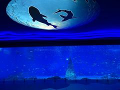 -上海海昌海洋公园