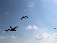 -海驴岛(荣成市)