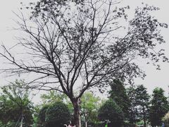 -长兴太湖图影湿地文化园