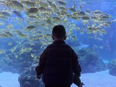 -海合安成都极地海洋公园