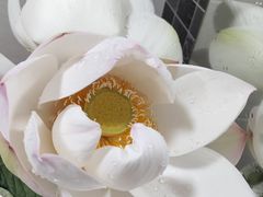 -同銮特种养殖场·龙虾垂钓