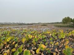 -天津东丽湖风景区