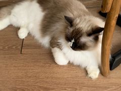 -有猫主题·治愈系猫咖(曾厝垵店)