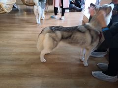 -Husky Go! 哈士奇体验馆·宠物咖啡厅狗咖