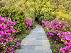 -梧桐山风景名胜区