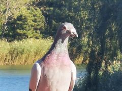 -大兴滨河森林公园