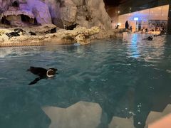 -帝企鹅自助餐厅•儿童岛•真企鹅(长隆企鹅酒店)