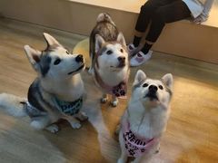 -Husky Go! 哈士奇体验馆·宠物咖啡厅狗咖