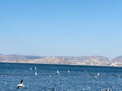 -洱海月湿地公园