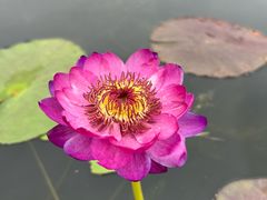 -中国科学院华南植物园