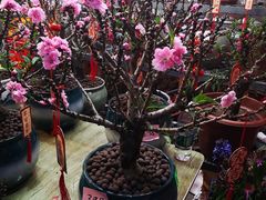 -越秀西湖花市(广州城市广场花卉店)