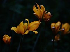 -上海辰山植物园