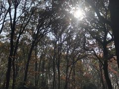 -灵谷景区