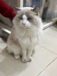 -懒猫摄影studio写真馆