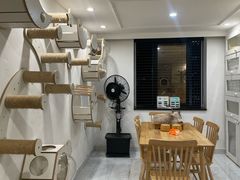 -楼上猫咖(罗湖店)