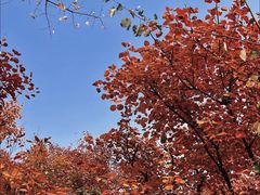 -周口店坡峰岭风景区