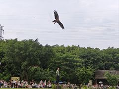 -广州长隆飞鸟乐园