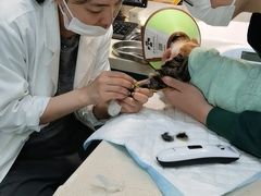 -睿金宠物医院·CT·肿瘤·骨外科