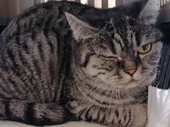 -芭比堂动物医院·犬猫全科·异宠专科(雁塔分院)