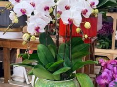 -双季花艺园艺市场(浦东店)