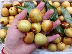 -双福水果批发市场
