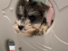 -皮特动物医院(24小时店)