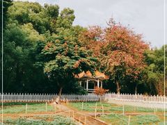 -晓港公园