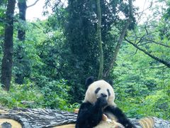 -中国大熊猫保护研究中心雅安碧峰峡基地